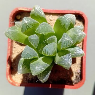 Haworthia cooperi v pilifera