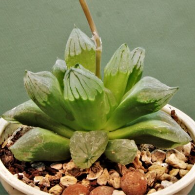 Haworthia-Ice-citi