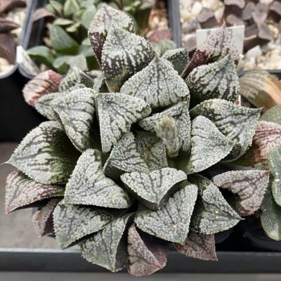 864 Haworthia picta -Japan- x 'Kegazato' весь горщик , сіянці