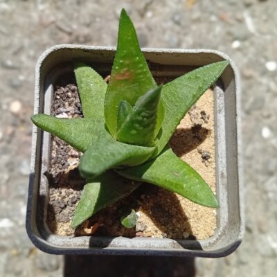 Haworthia marginata x nigra