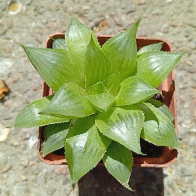 Haworthia mirabilis