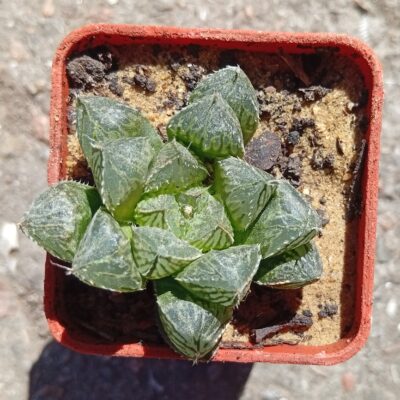 haworthia Mirror Ball