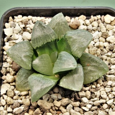 Haworthia-Nikko-1.