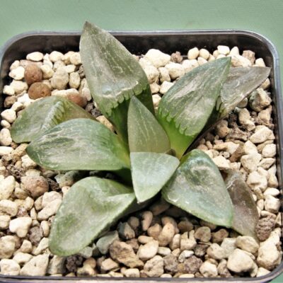 Haworthia-Nikko-3
