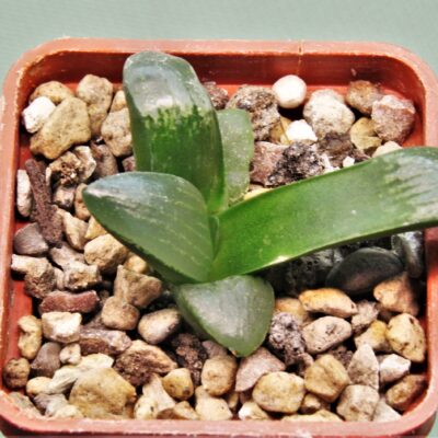 Haworthia-Nikko-4