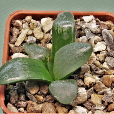 Haworthia-Nikko-6