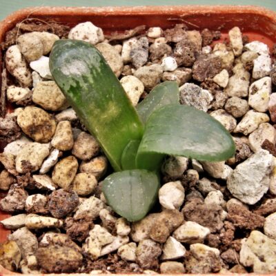 Haworthia-Nikko-7