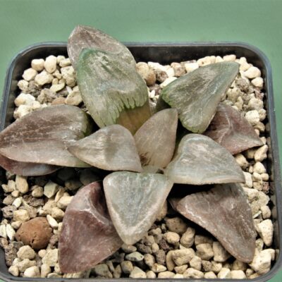 Haworthia-Nikko.