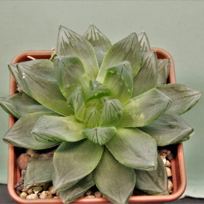 Haworthia-obtusa-Komomo-3