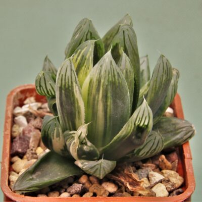 Haworthia-obtusa-varitgata-Komomo-2