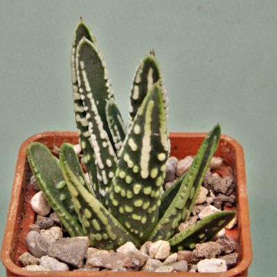 Haworthia-pumila-Tears-of-Angel