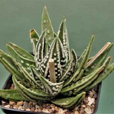 Haworthia-pumila-Tears-of-Angel.