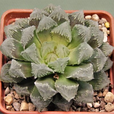 Haworthia-Red-stone-4.