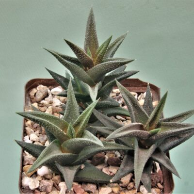 Haworthia-resendeana-1