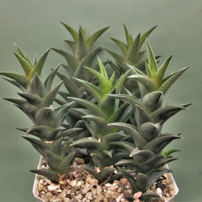 Haworthia-resendeana-2
