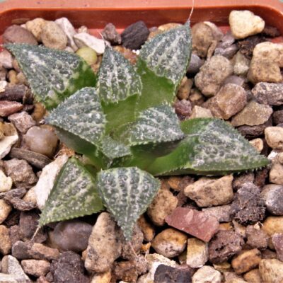 Haworthia-splendens-Yuki-keshiki