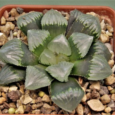 Haworthia-Sticky-jade-dew-1
