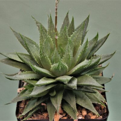 Haworthia-translusens-v.-tenera-1