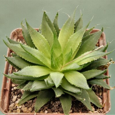 Haworthia-translusens-v.-tenera-2