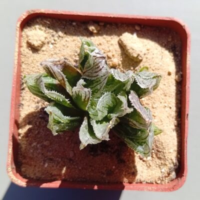 Haworthia truncata x Black Major