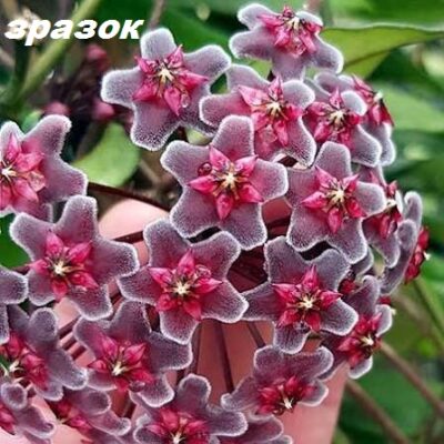 Hoya pubicalyx `Red Button’s` (9x9)-3501(437)