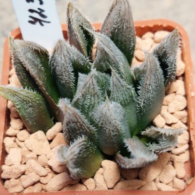 7232 Haworthia cooperi v.venusta hybrid