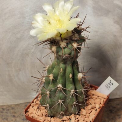7345 Copiapoa sp.