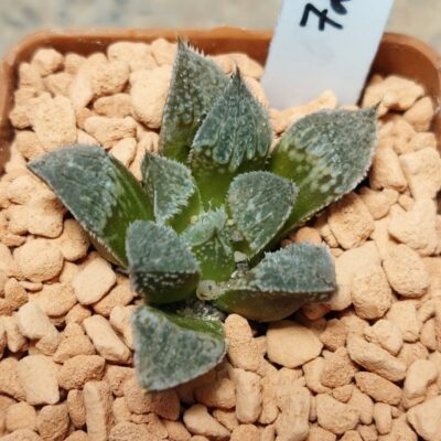 7256 Haworthia 'Kegazato' hybrid