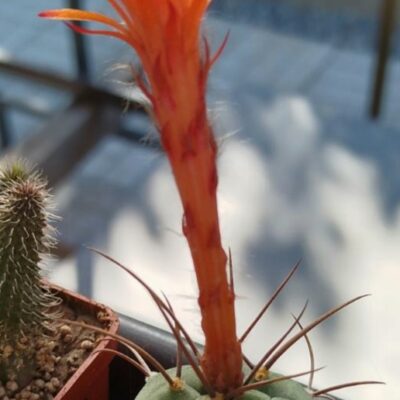 Submatucana madisoniorum (Plapp)