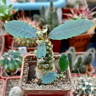 Dorstenia foetida