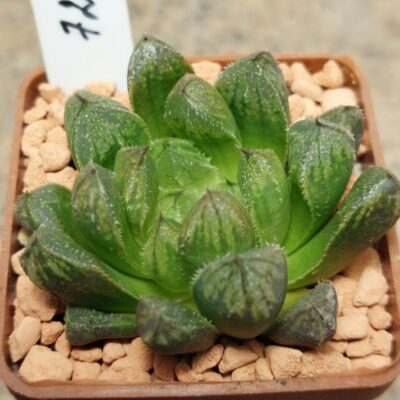 7245 Haworthia cooperi x 'Kegazato' F2