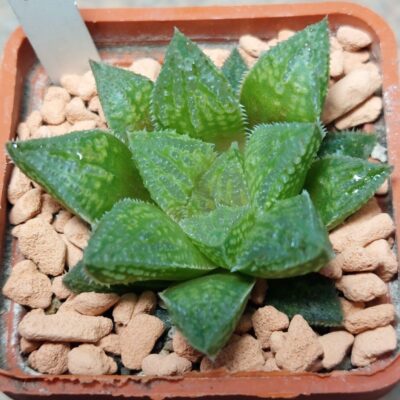 7247 Haworthia 'Smaragd' x 'Yulia' x picta -Japan-