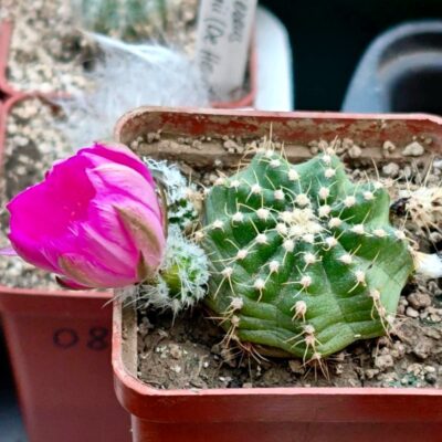 Echinocereus pulchellus 'acanthosetus', Pachuca