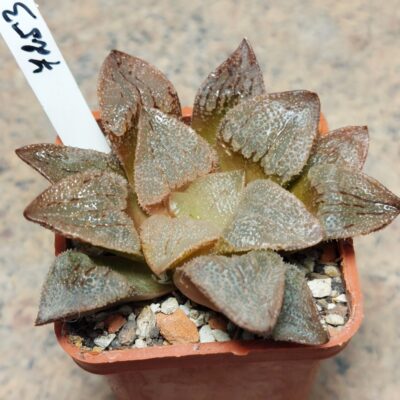 7253 Haworthia hybrid