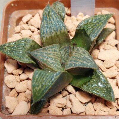 7226 Haworthia splendens hybrid