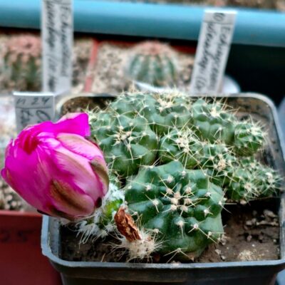 Echinocereus pulchellus 'acanthosetus', Pachuca cluster
