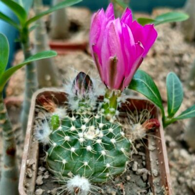 Echinocereus pulchellus 'acanthosetus', Pachuca
