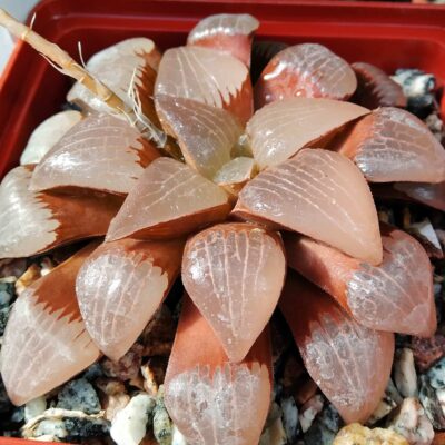 Haworthia comptoniana(зразок)