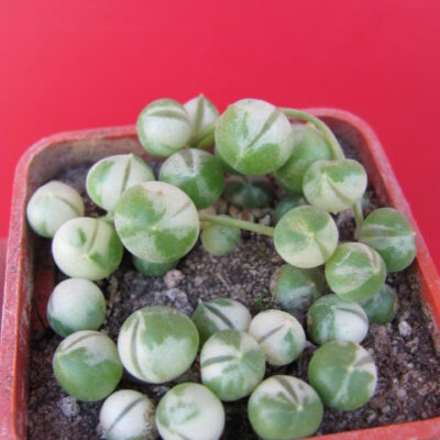 Senecio rowleyanus variegata