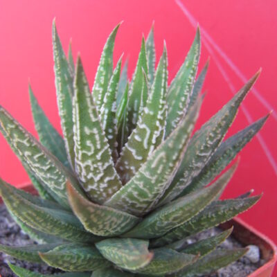Haworthia  limifolia hybr.   Japan