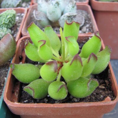 Adromischus  cristatus  Kleinpoort
