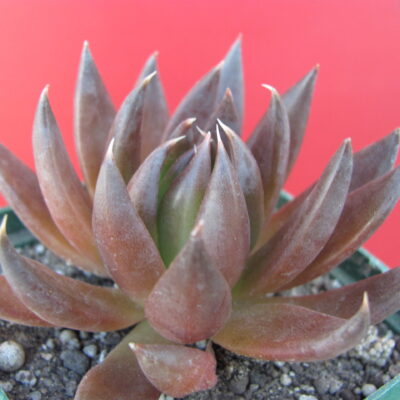 Echeveria   Black Knight