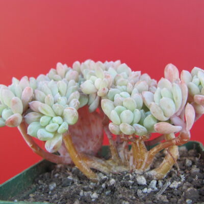 Echeveria  glauca cristata