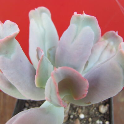 Echeveria Culibra