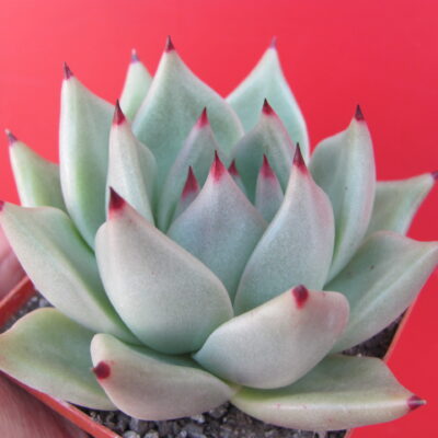 Echeveria   Romeo