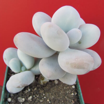 Pachyphytum oviferum