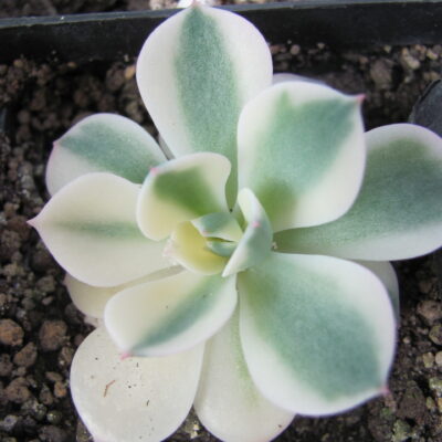 Echeveria  *Compton Carousel* variegata