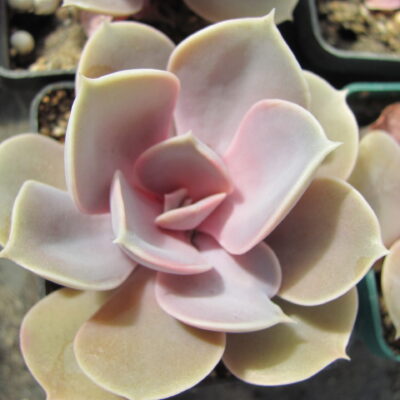 Echeveria  Perle von Nurnberg