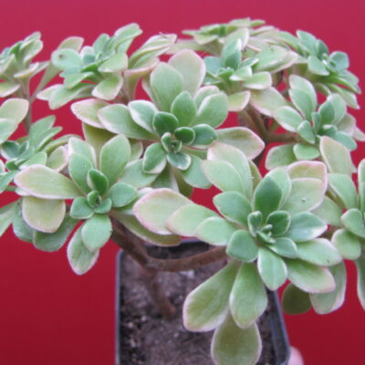 Aeonium domesticum variegata