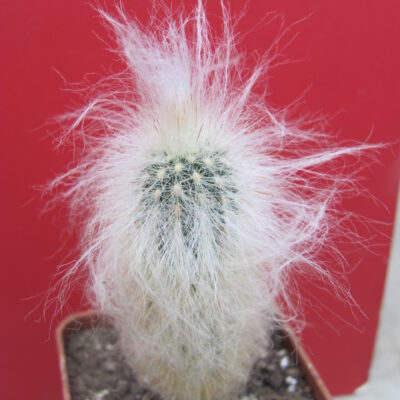 Espostoa  ritteri